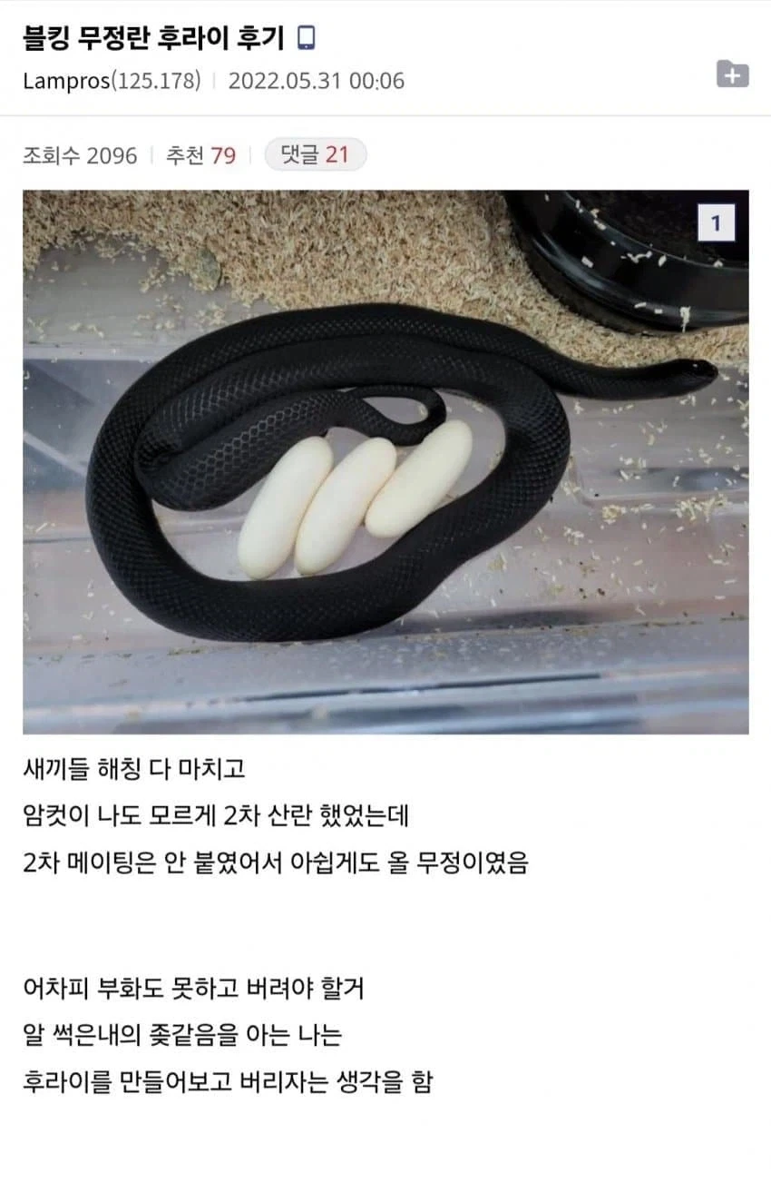 K-던전밥.jpg_1.webp