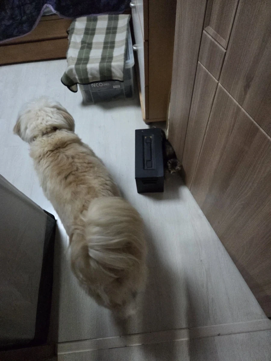 고양이-공포_1.webp
