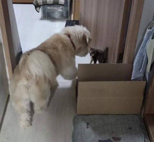 고양이-공포_3.webp