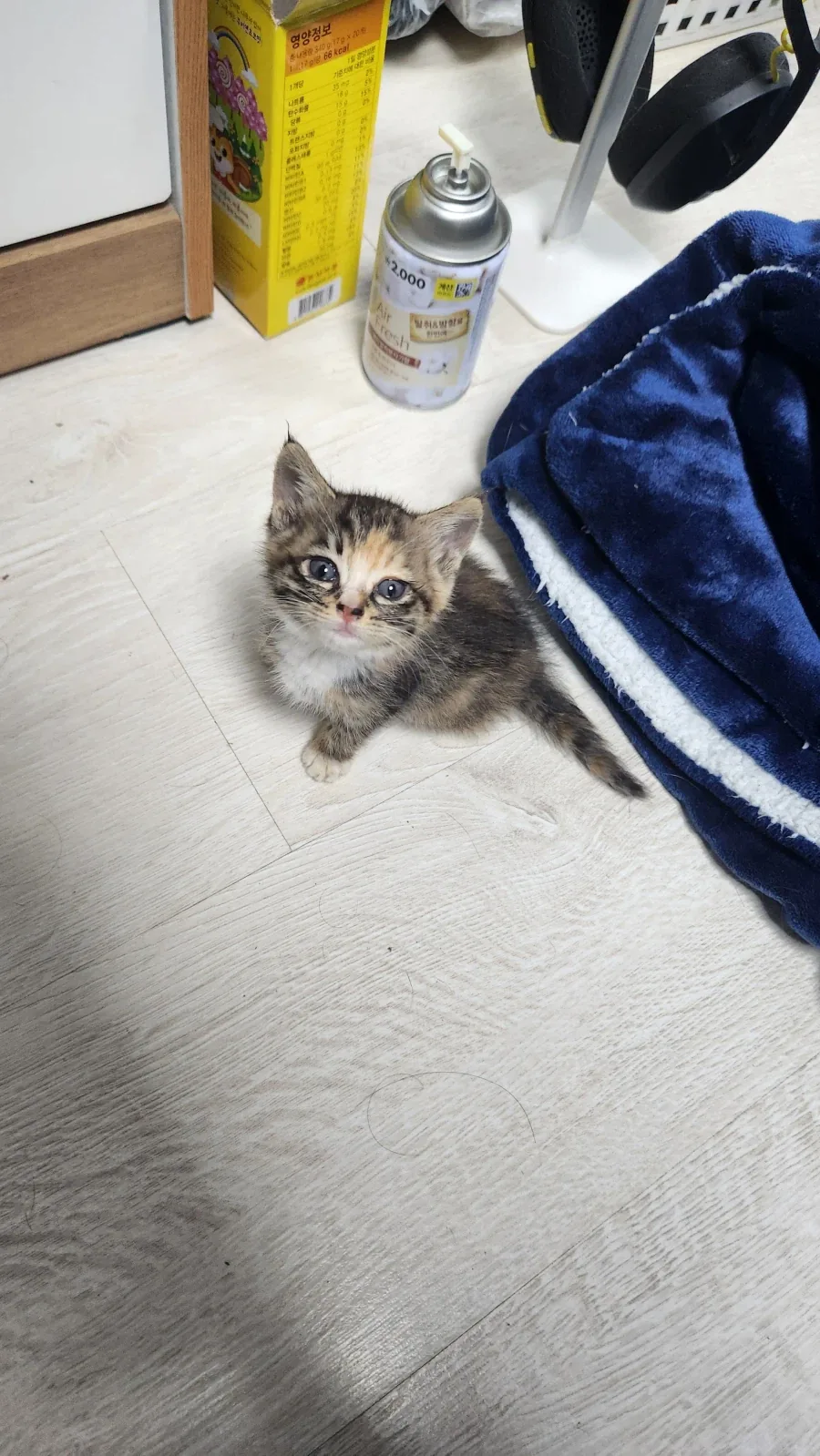 고양이-공포_6.webp