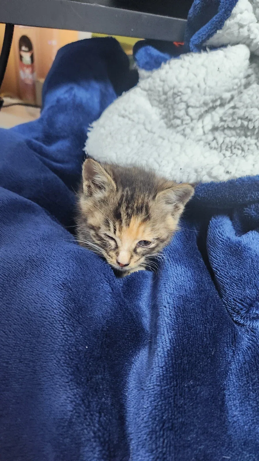 고양이-공포_7.webp