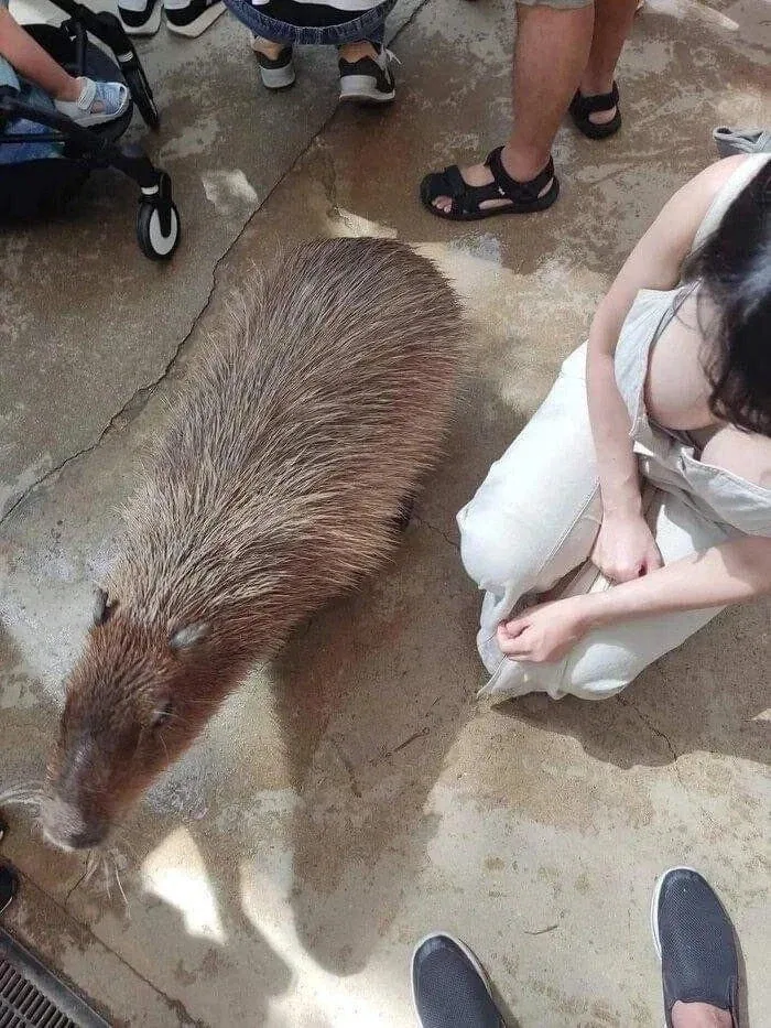 카피바라 실제 크기 ㄷㄷㄷ;;_1.webp