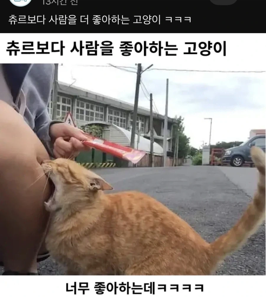 츄르보다 고기를 좋아하는 고양이_1.webp