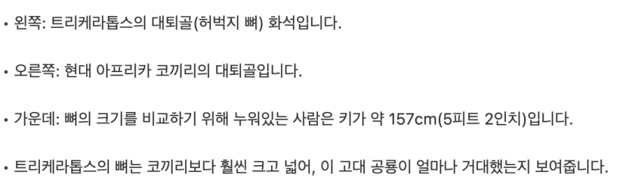 공룡과 현대의 동물 뼈 크기 비교_2.webp