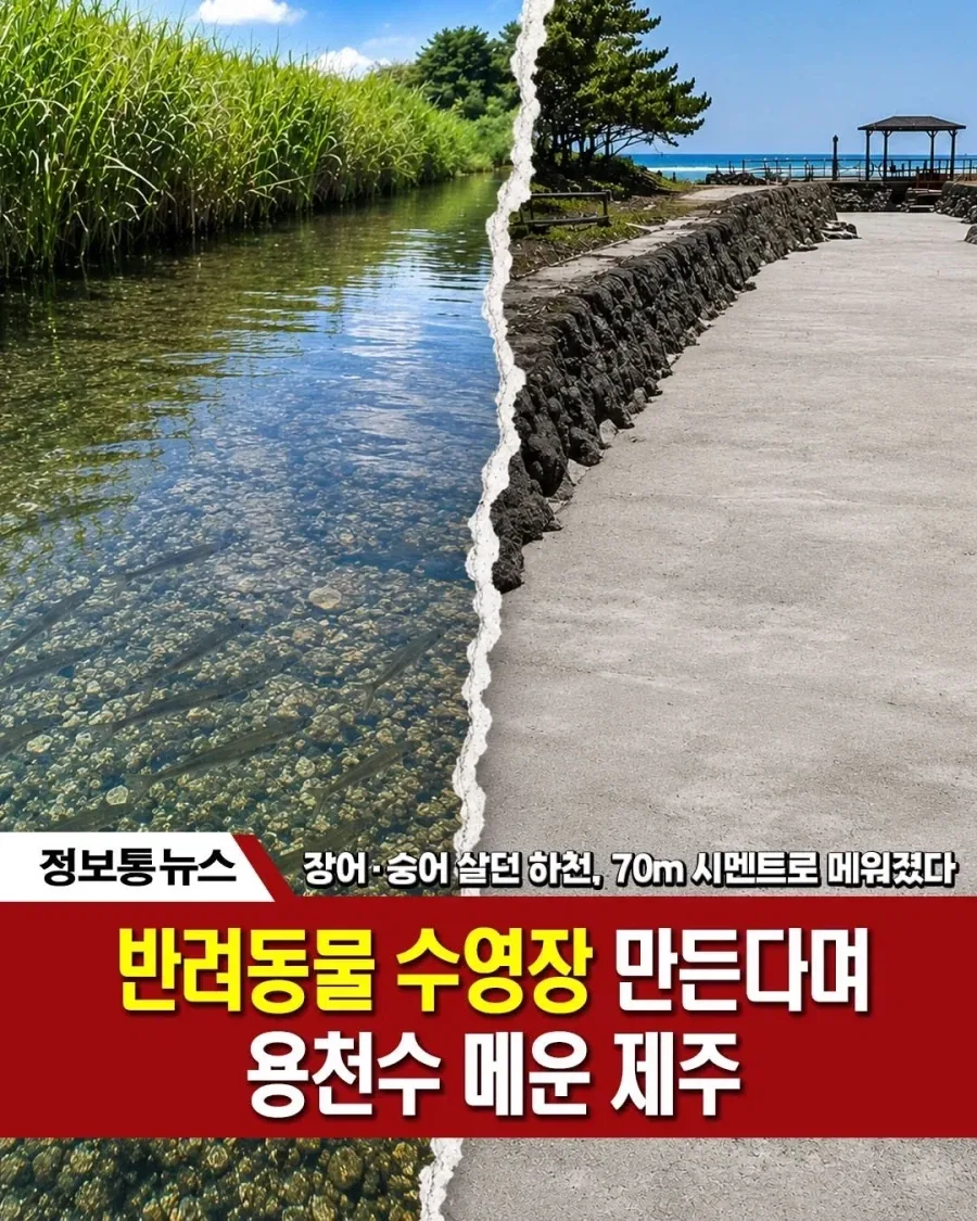 난리났던 제주도 하천 콘크리트화 진실_1.webp