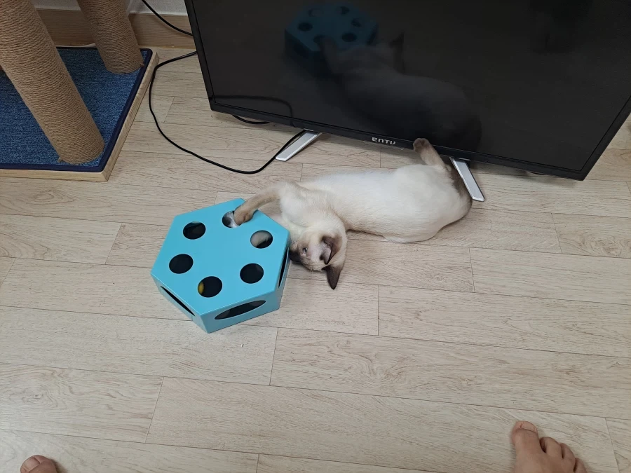 뭘해도 즐거운 고양이와 만사 귀찮은 고양이_1.webp