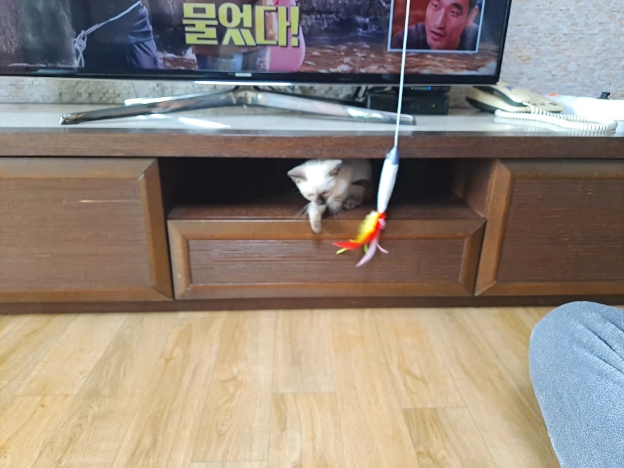뭘해도 즐거운 고양이와 만사 귀찮은 고양이_3.webp