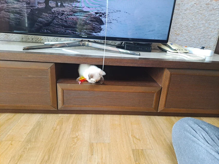 뭘해도 즐거운 고양이와 만사 귀찮은 고양이_5.webp