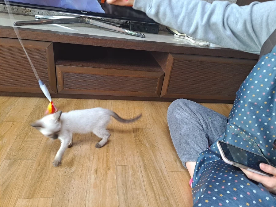 뭘해도 즐거운 고양이와 만사 귀찮은 고양이_7.webp