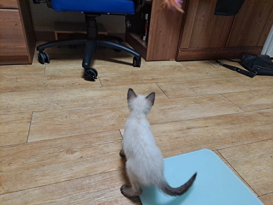 뭘해도 즐거운 고양이와 만사 귀찮은 고양이_8.webp