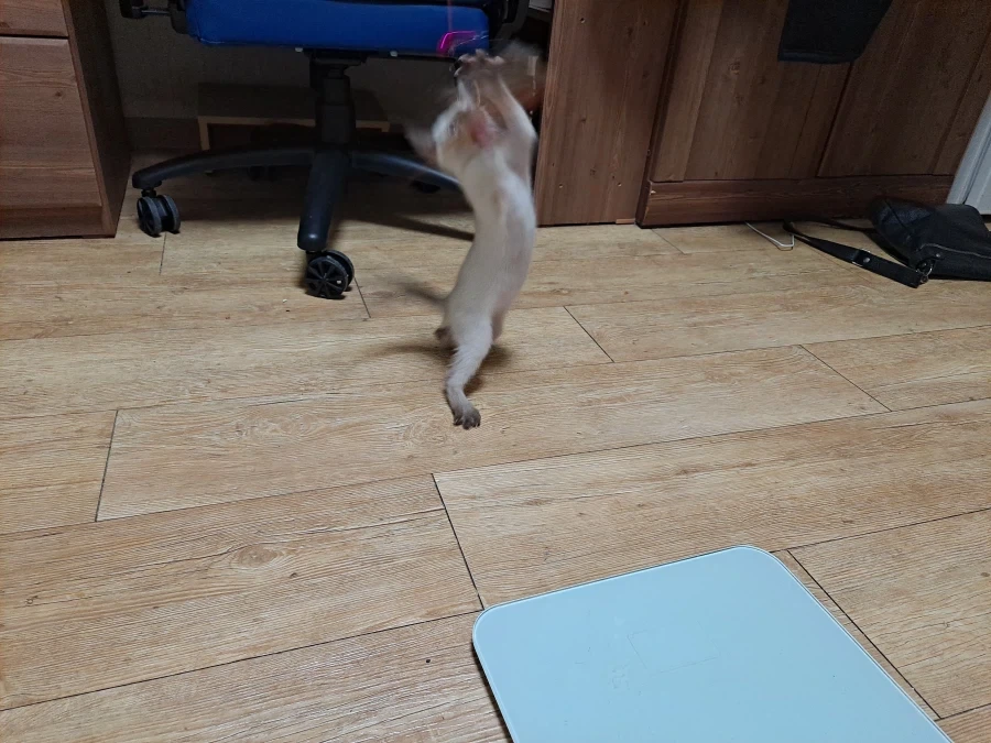 뭘해도 즐거운 고양이와 만사 귀찮은 고양이_9.webp