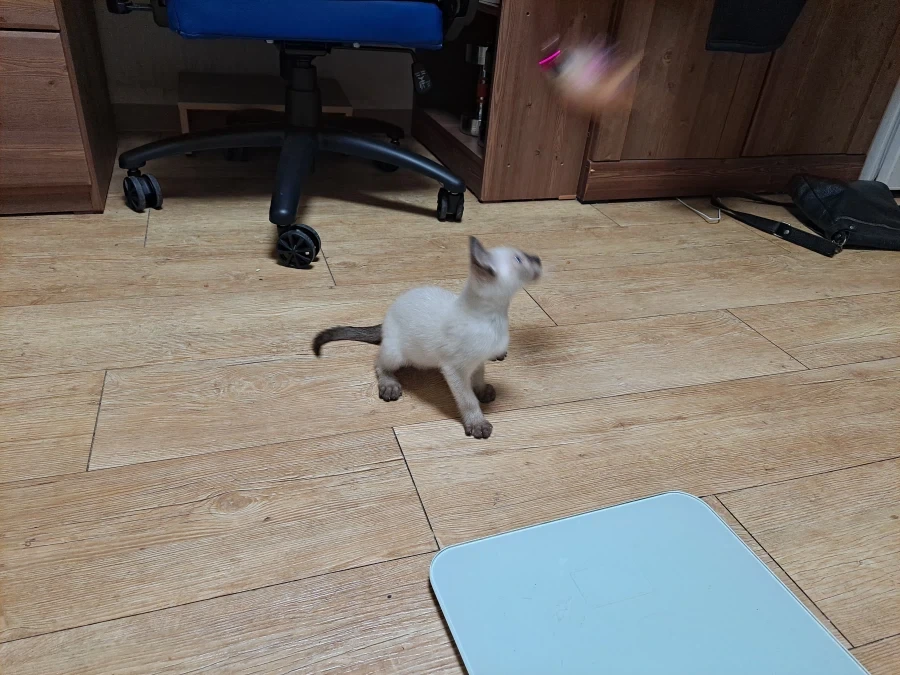 뭘해도 즐거운 고양이와 만사 귀찮은 고양이_10.webp