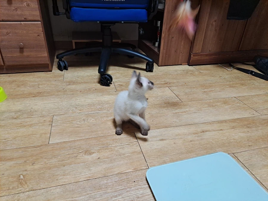 뭘해도 즐거운 고양이와 만사 귀찮은 고양이_11.webp