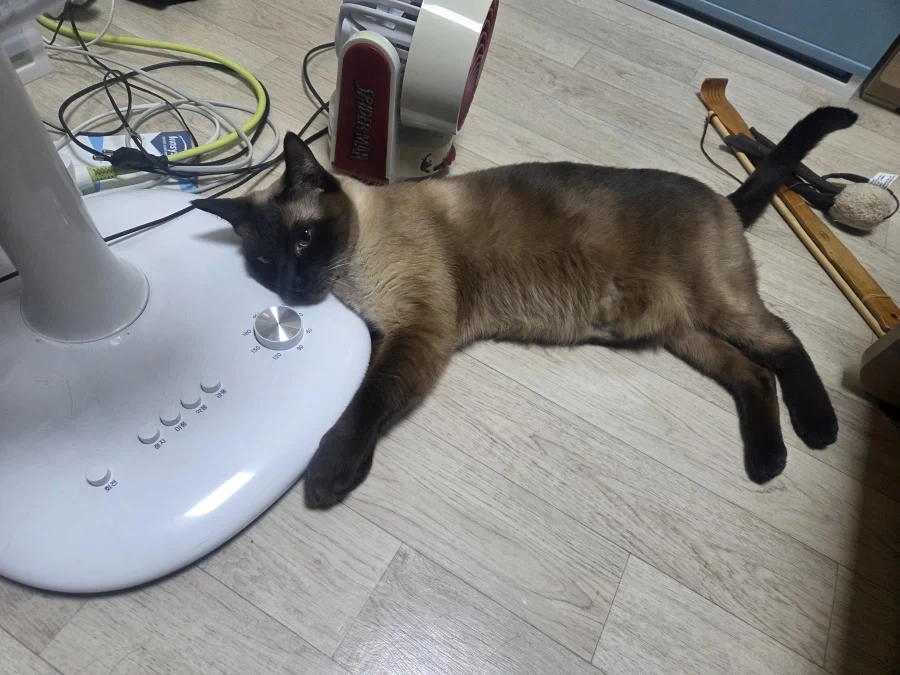 뭘해도 즐거운 고양이와 만사 귀찮은 고양이_12.webp