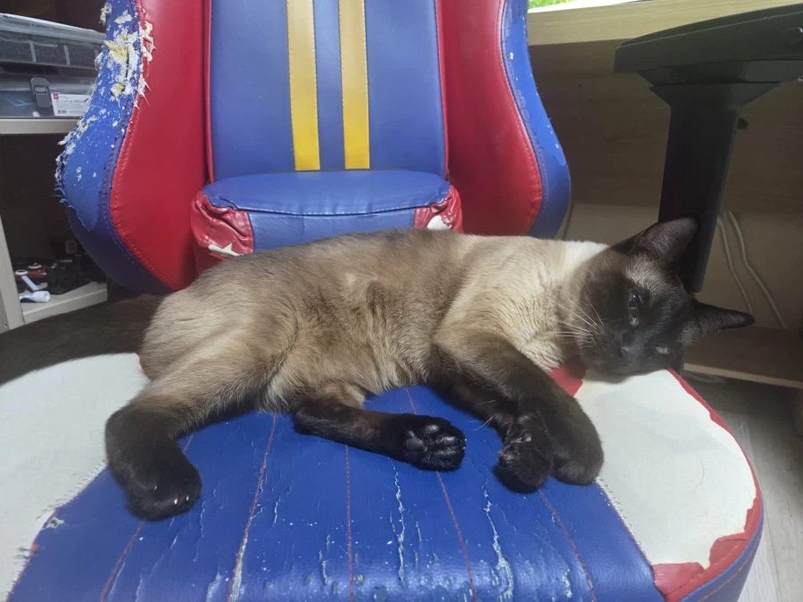 뭘해도 즐거운 고양이와 만사 귀찮은 고양이_15.webp
