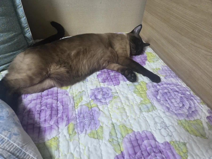 뭘해도 즐거운 고양이와 만사 귀찮은 고양이_18.webp