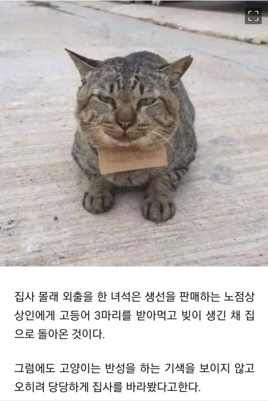 가출했다가 빚지고 돌아온 고양이_2.webp