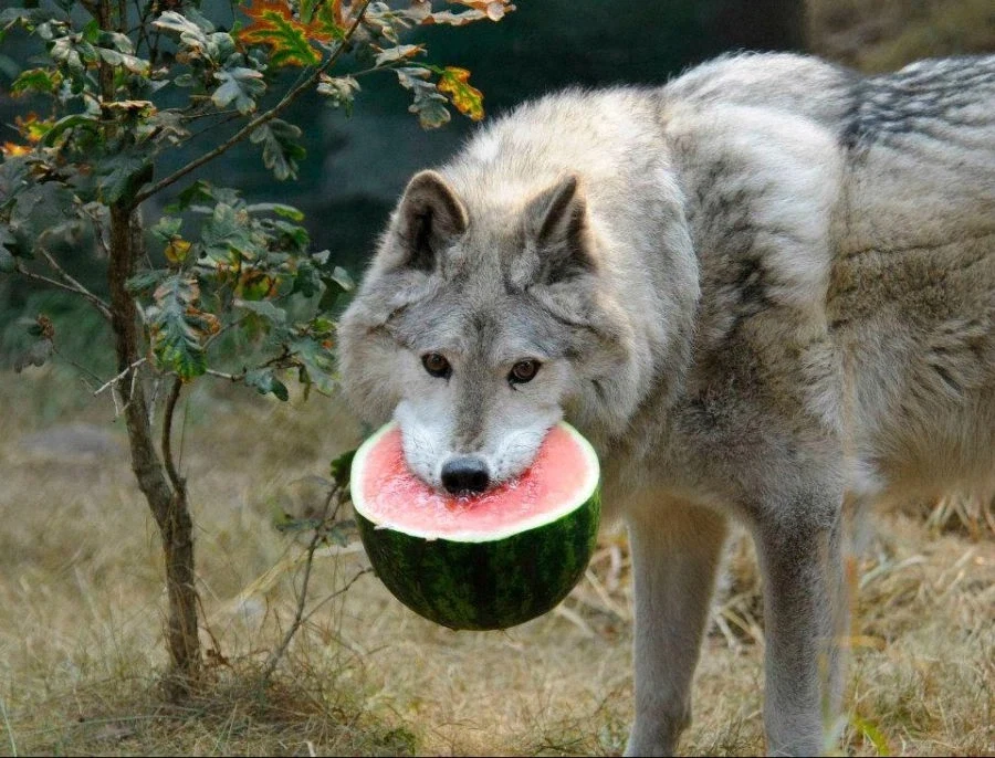 무시무시한 늑대 몇장_1.webp