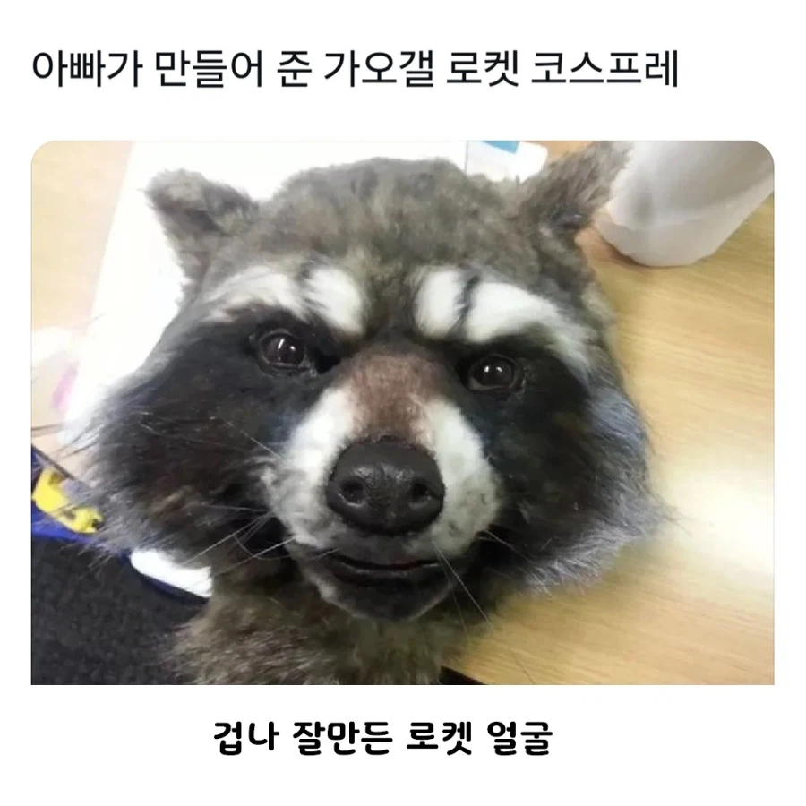 아빠가 아들을 라쿤으로 만들어버림_1.webp
