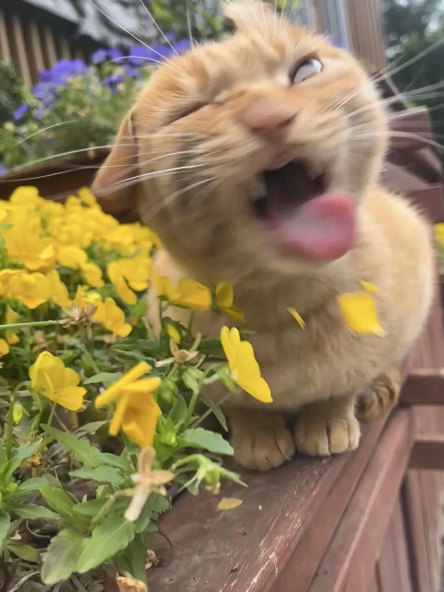 고양이: 꽃?! 퉷! _1.webp