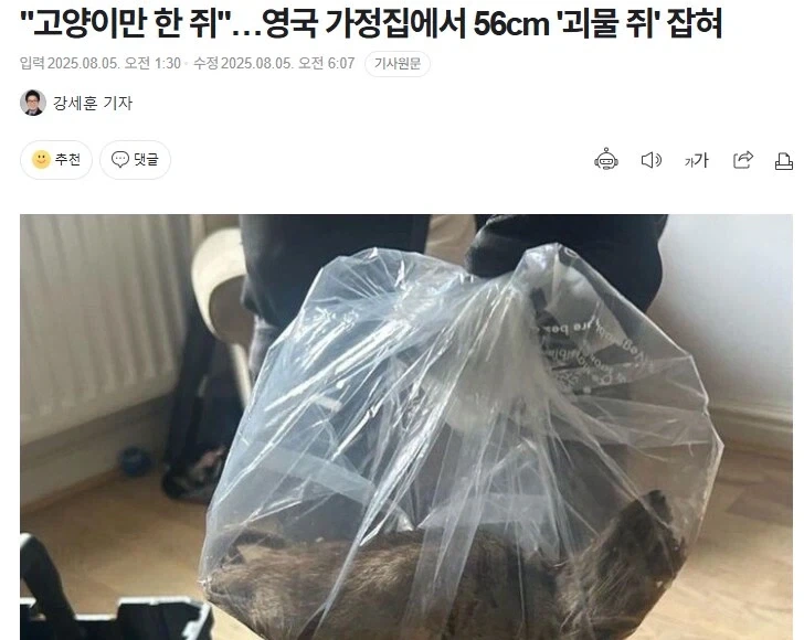 영국 가정집에서 잡힌 쥐 크기 수준.JPG_1.webp