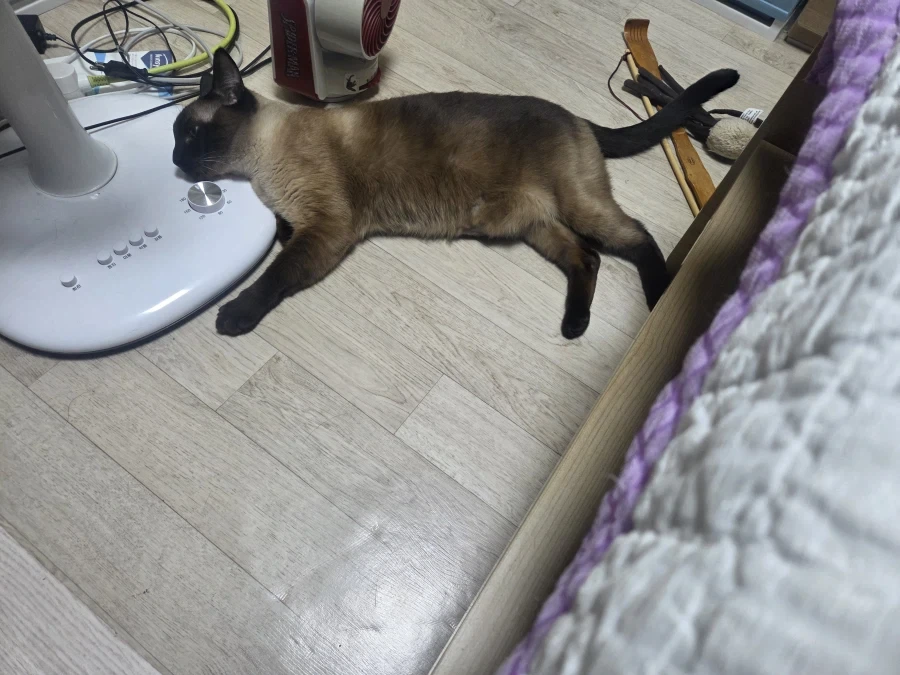 고양이가 선풍기 못 쓰게해서 화가나서 발로..._2.webp
