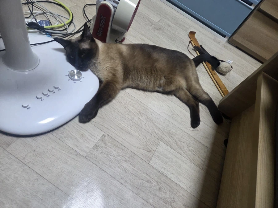 고양이가 선풍기 못 쓰게해서 화가나서 발로..._3.webp