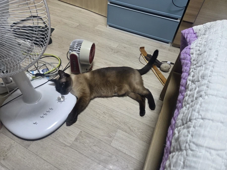 고양이가 선풍기 못 쓰게해서 화가나서 발로..._5.webp
