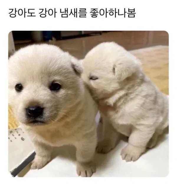 아기 강아지도 참을 수 없는 것_1.webp