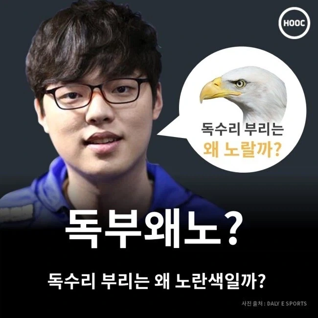 독수리의 부리는 왜 노란색일까.jpg_1.webp