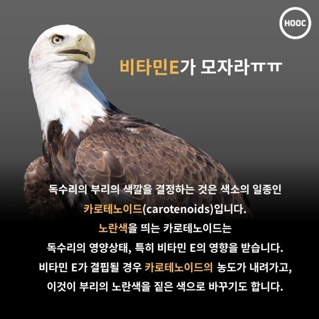 독수리의 부리는 왜 노란색일까.jpg_4.jpg