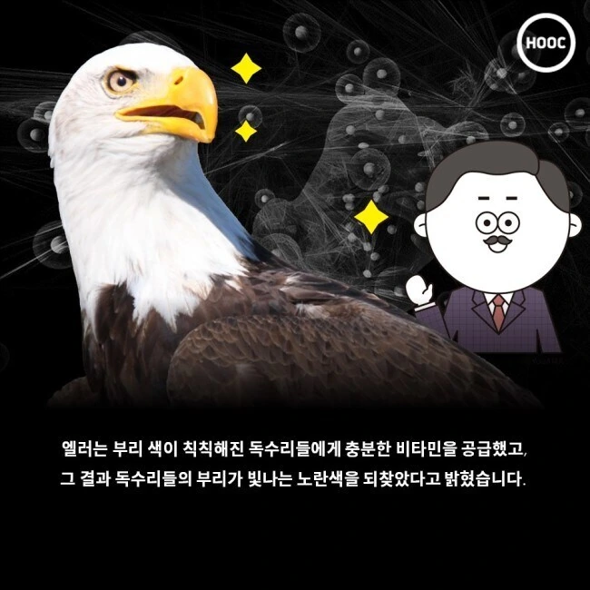 독수리의 부리는 왜 노란색일까.jpg_5.jpg