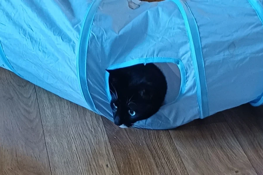무슨무슨 법을 준수한 우리집 막내 냥이 사진_8.webp
