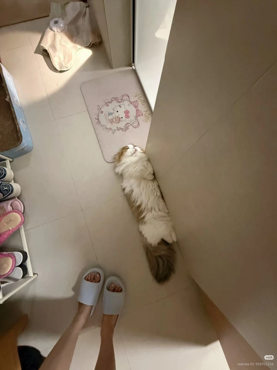 고양이: 여기가 가장 서늘해 _1.webp