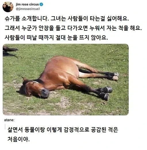 사람이 오면 자는 척 하는 말_1.webp