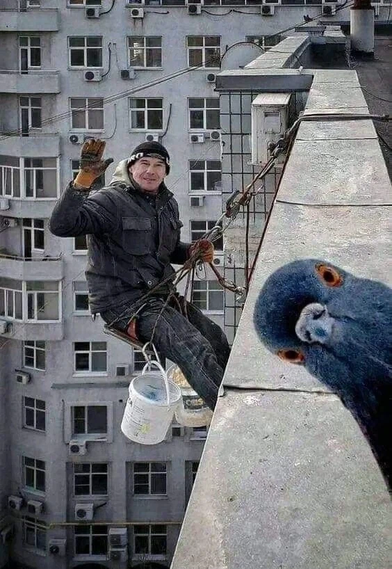 사진 속 빼꼼 등장한 동물들 모음.jpg_1.webp