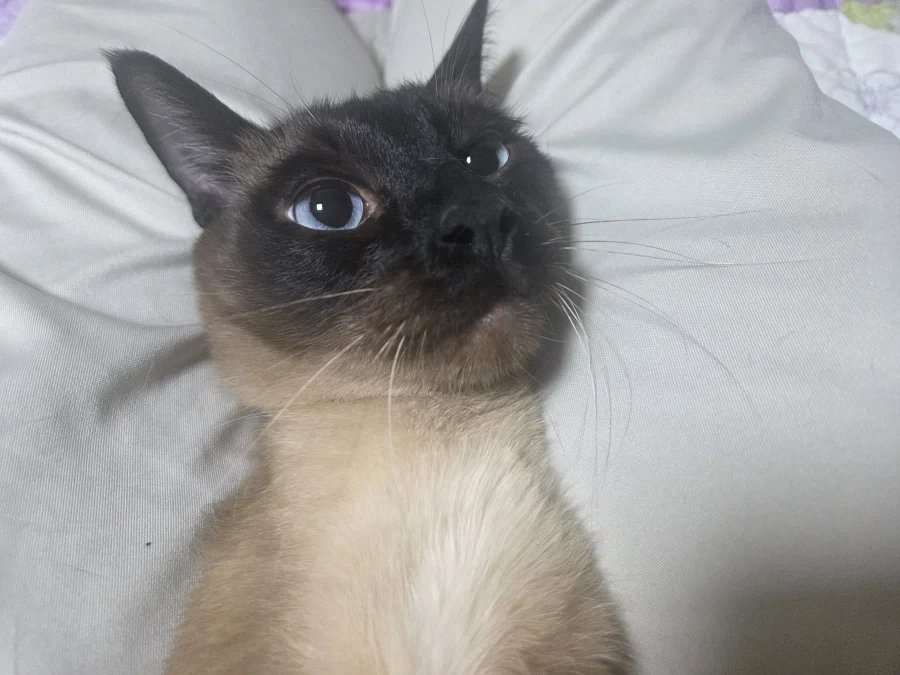 질투하는 고양이가 보고 싶어서 고양이 카페도 가보고 댕댕이도 만져봤다..._1.webp