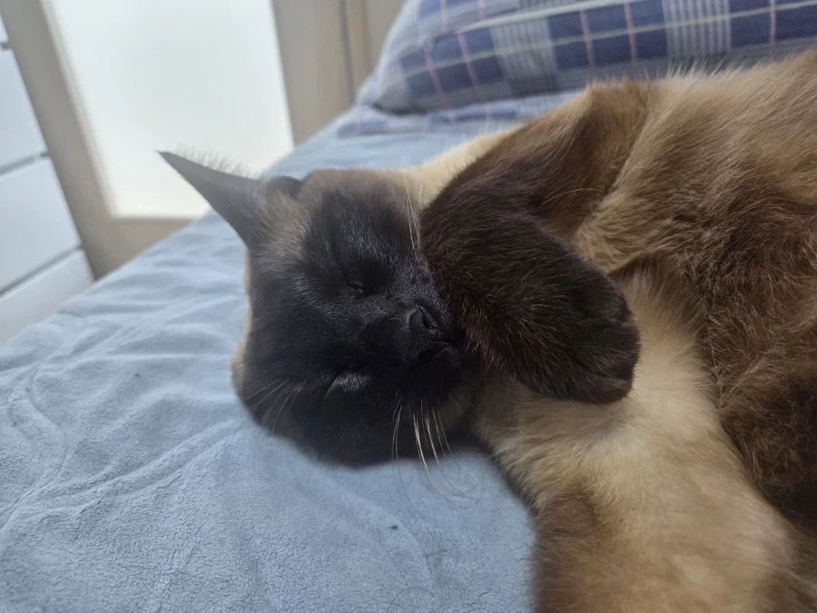 질투하는 고양이가 보고 싶어서 고양이 카페도 가보고 댕댕이도 만져봤다..._10.webp