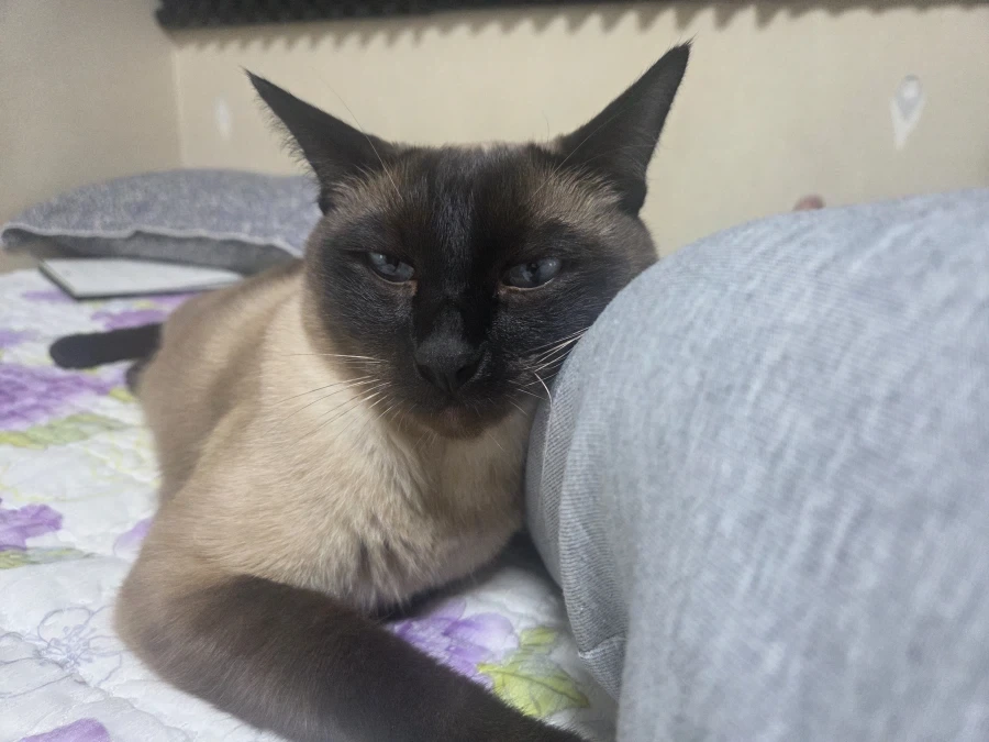 집사에게 다가와서 달라붙는 고양이_7.webp