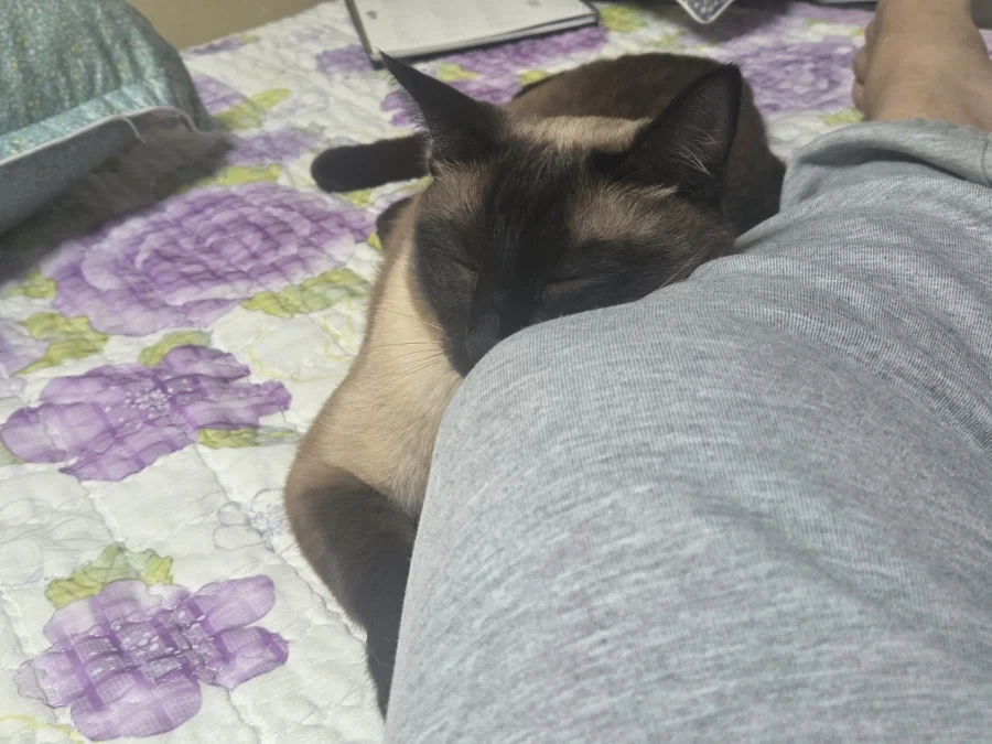 집사에게 다가와서 달라붙는 고양이_8.webp