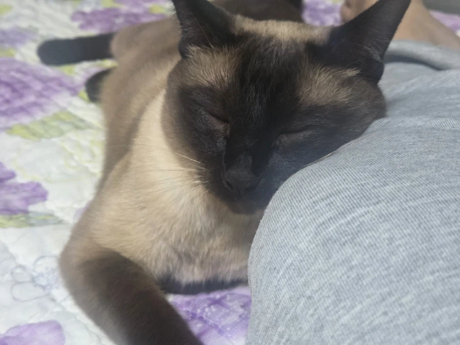 집사에게 다가와서 달라붙는 고양이_9.webp
