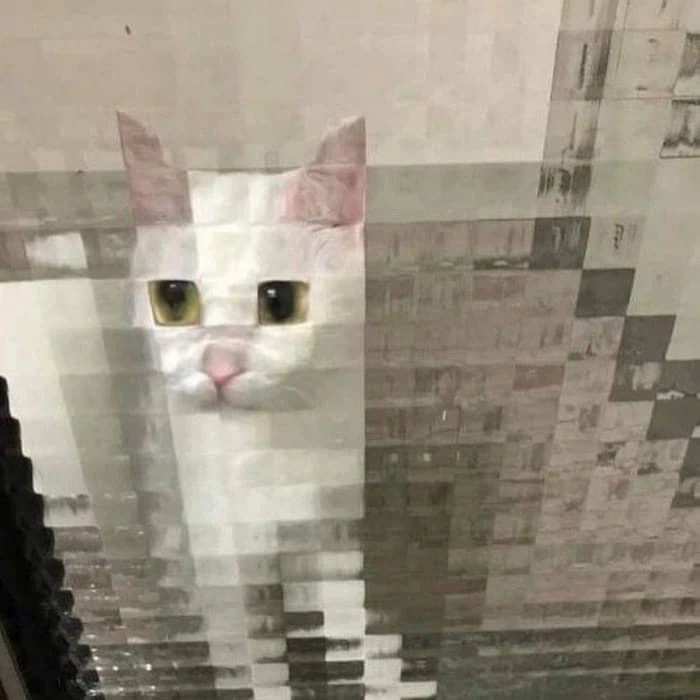 네모네모고먐미가 애교를 부리면????_1.webp