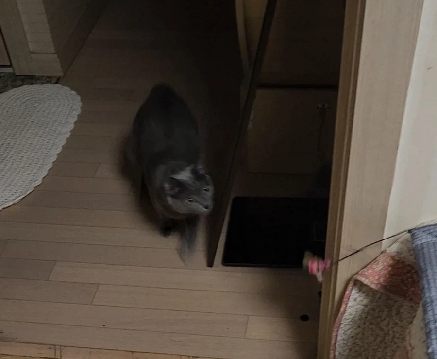고양이 놀이 반응_1.webp