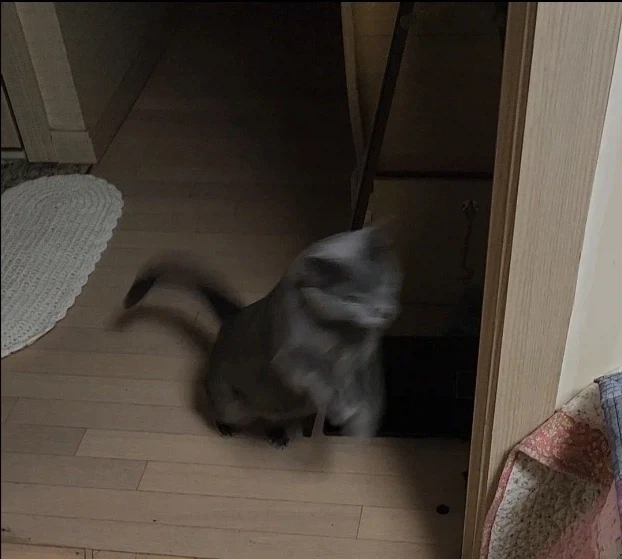 고양이 놀이 반응_2.webp