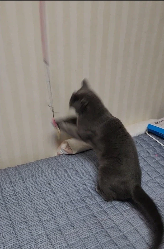 고양이 놀이 반응_3.webp