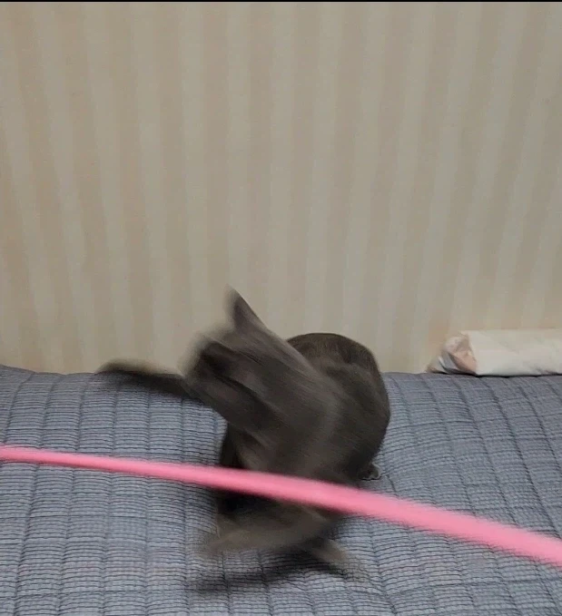 고양이 놀이 반응_5.webp