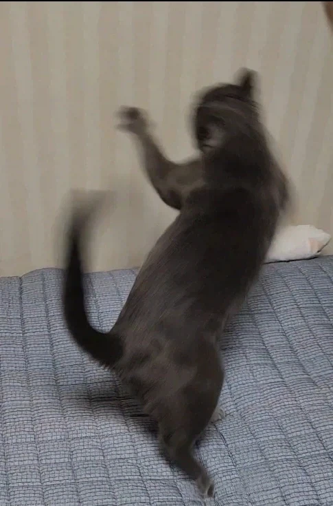 고양이 놀이 반응_6.webp