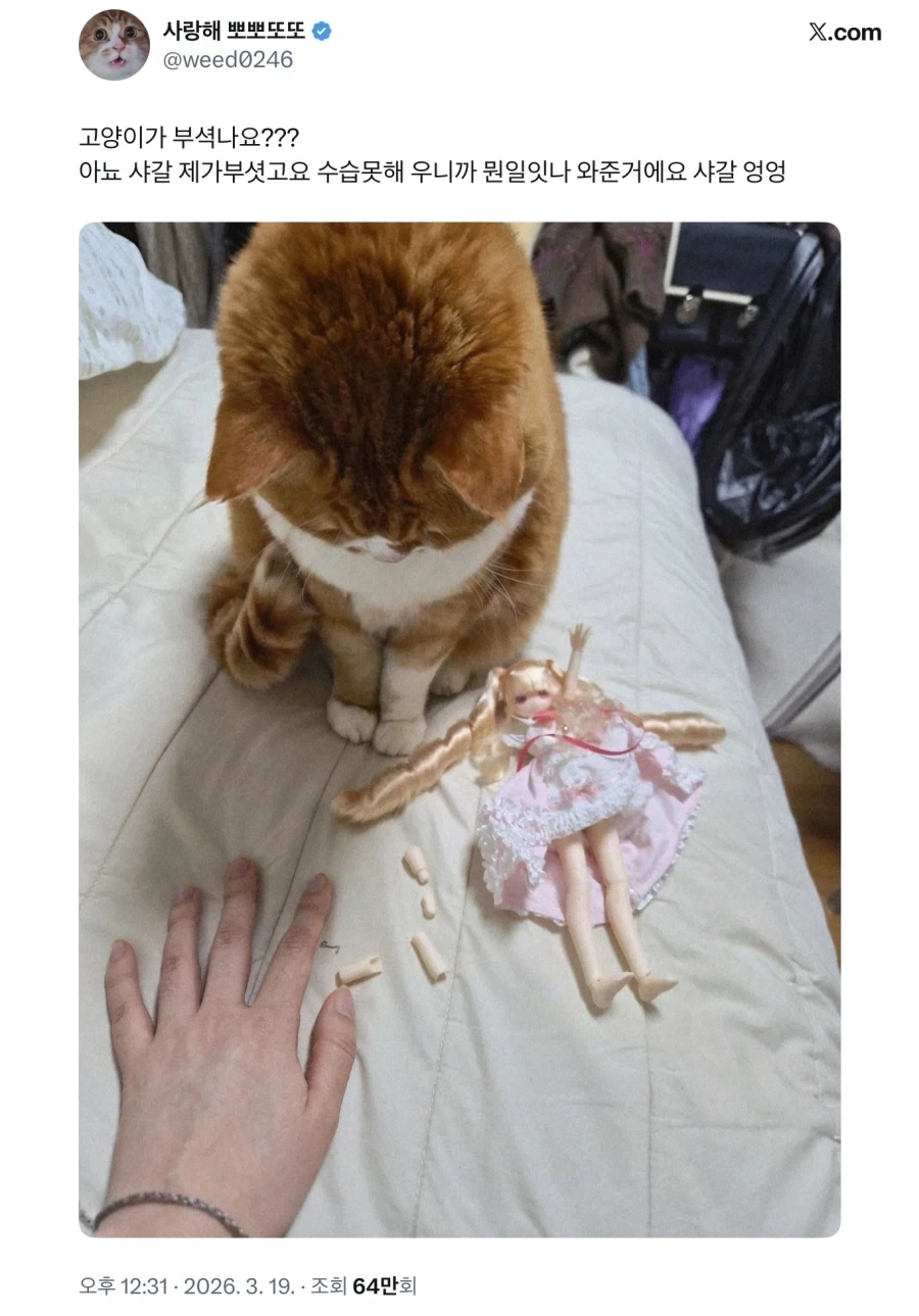 고양이가 피규어 부쉈나봐;;_1.webp