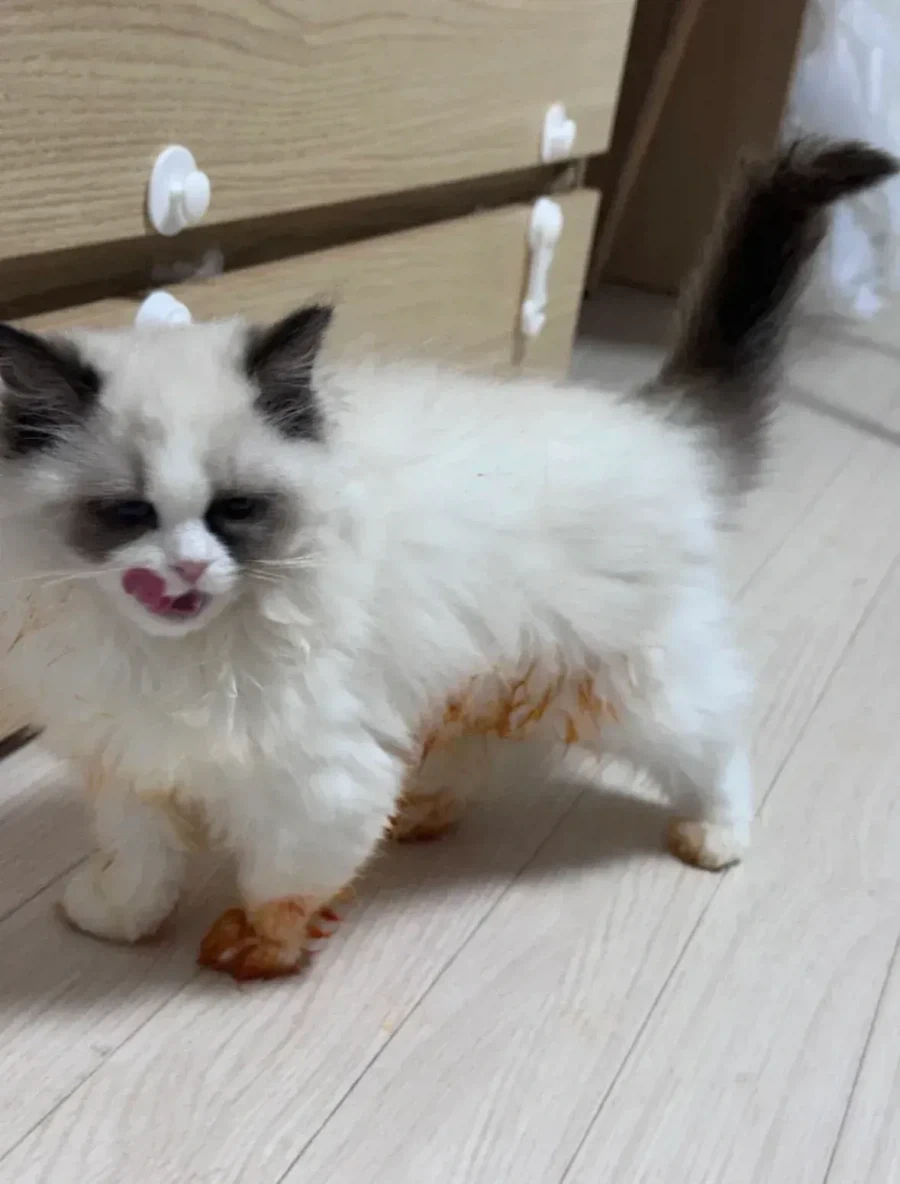 이야 고양이 표정 야무지네_2.webp