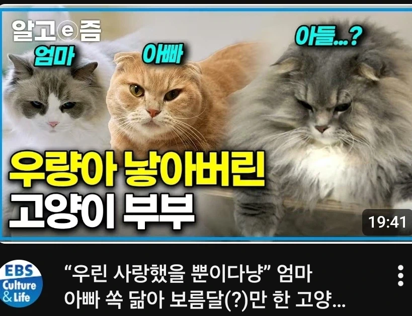 고양이가 저그랑 똑같은 이유_1.webp